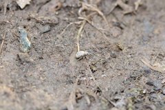 Myosides seriehispidus