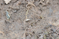 Myosides seriehispidus