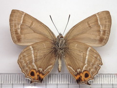 Chrysozephyrus smaragdinus