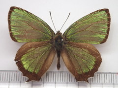 Chrysozephyrus smaragdinus