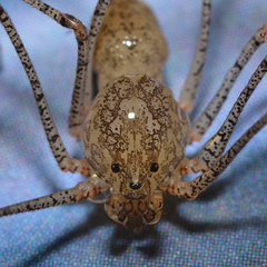 Scytodes atlacoya