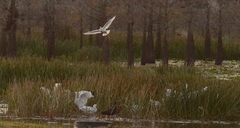 Eudocimus albus