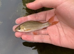 Osteochilus vittatus