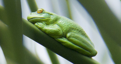 Dendropsophus molitor