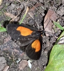 Sangalopsis microleuca