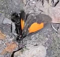 Sangalopsis microleuca