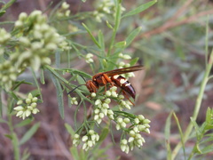 Sphecius convallis