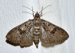 Palpita arsaltealis