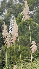 Cortaderia nitida