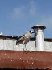Nycticorax nycticorax