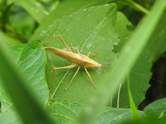 Neoconocephalus retusus
