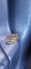 Dendropsophus molitor