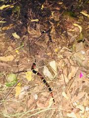 Micrurus surinamensis