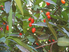 Garcinia intermedia image