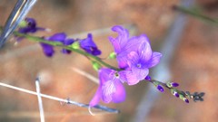 Heliophila juncea