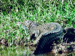 Caiman crocodilus crocodilus