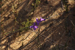 Heliophila juncea