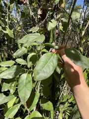 Stigmaphyllon emarginatum