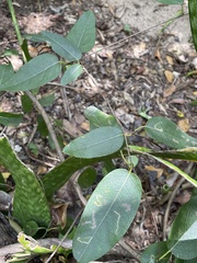 Stigmaphyllon emarginatum