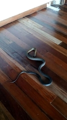 Coelognathus flavolineatus