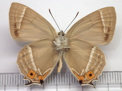 Favonius ultramarinus