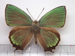 Favonius ultramarinus
