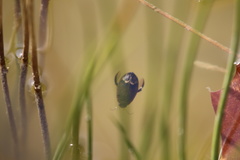 Acilius abbreviatus