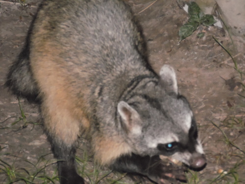 Crab-eating Raccoon