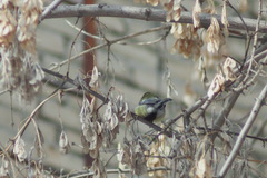 Parus major