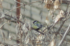 Parus major