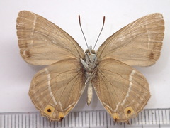 Favonius ultramarinus