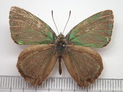 Favonius ultramarinus