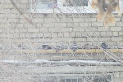 Columba livia domestica