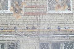 Columba livia domestica