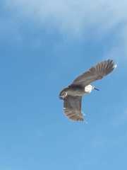 Nycticorax nycticorax