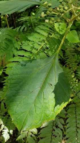 Image of Clibadium erosum by (c) Daniel McClosky, some rights reserved (CC BY)