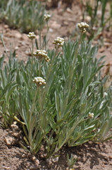Antennaria luzuloides