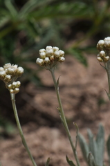 Antennaria luzuloides