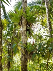 Guzmania berteroniana