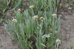 Antennaria luzuloides