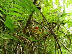 Chamaedorea microspadix