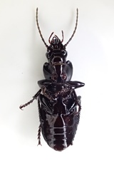 Pterostichus isabellae