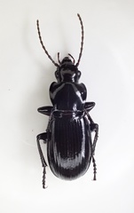 Pterostichus isabellae