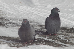 Columba livia