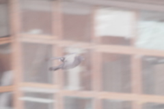 Columba livia domestica