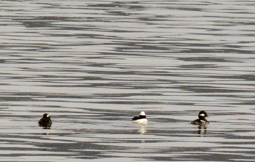 Bufflehead photographed in Iowa