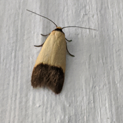 Tachystola stenoptera