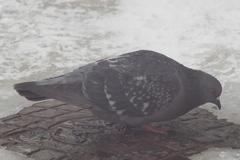 Columba livia