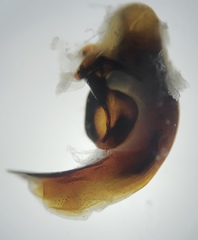 Pterostichus isabellae