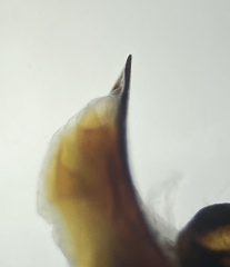 Pterostichus isabellae